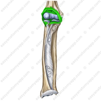 Суставная капсула локтевого сустава (capsula articularis)